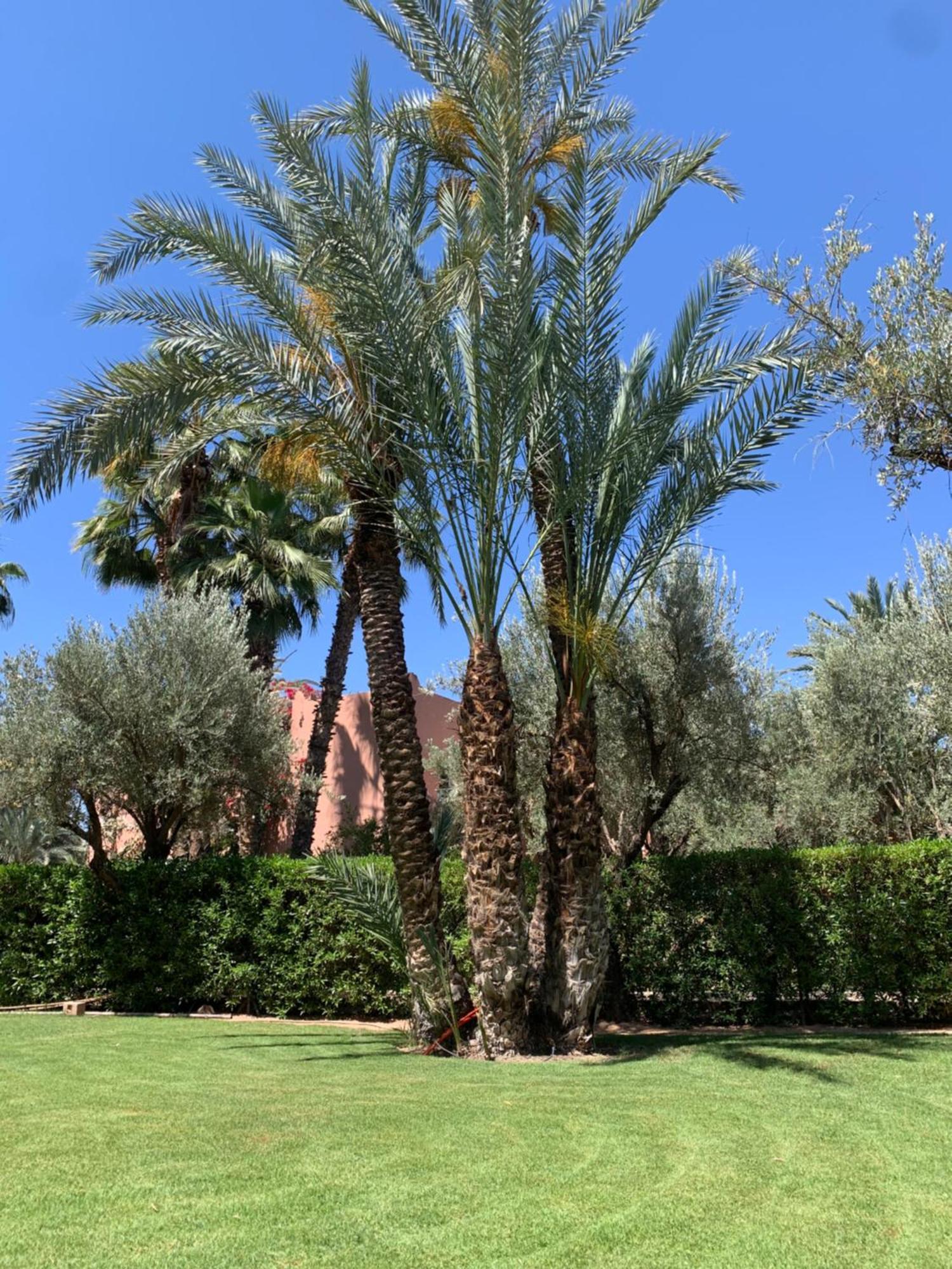 Villa Avec Piscine Privatisee A La Palmeraie Marrakesh Exterior foto