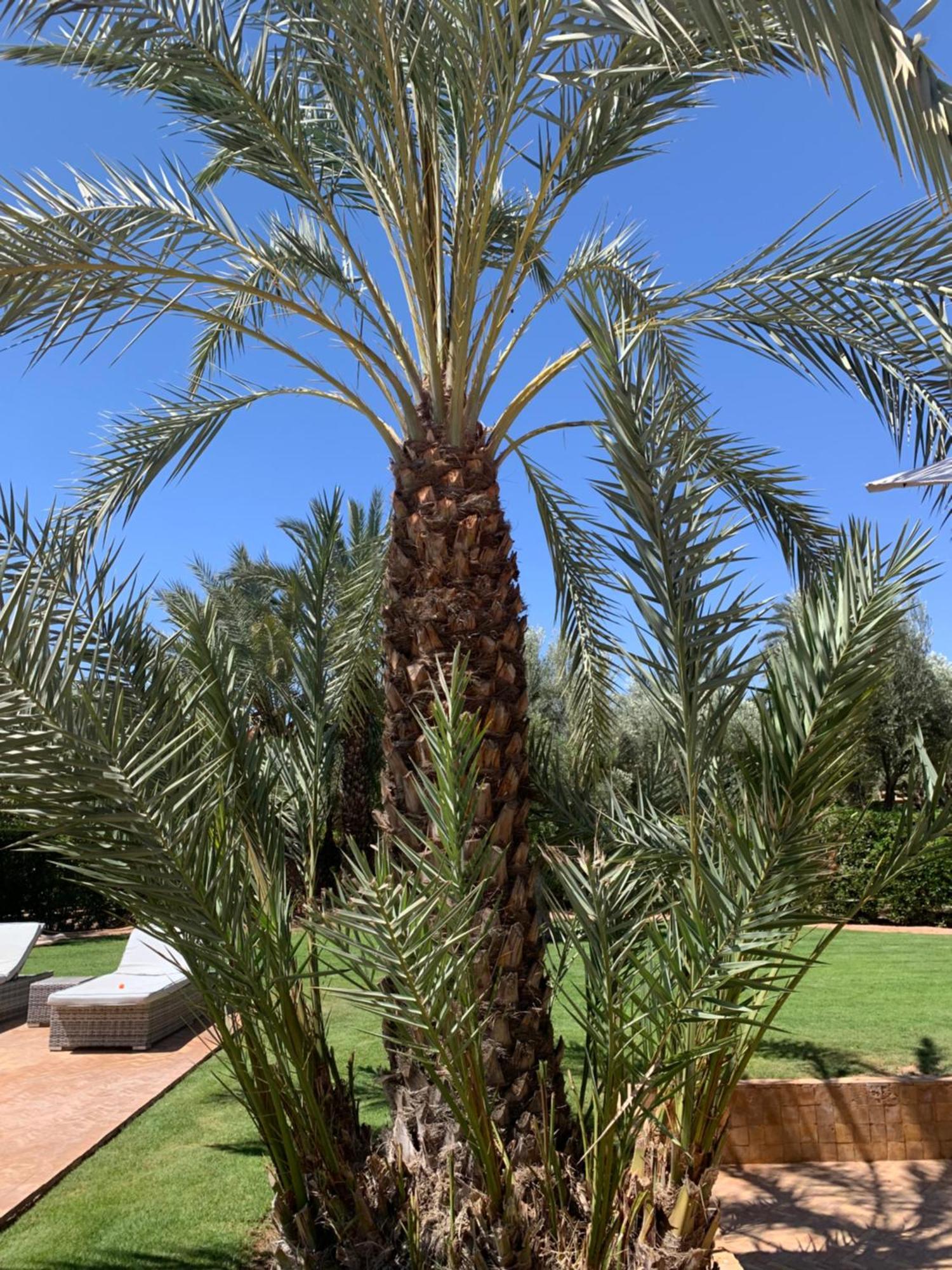 Villa Avec Piscine Privatisee A La Palmeraie Marrakesh Exterior foto